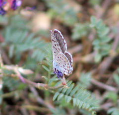 Pseudophilotes vicrama