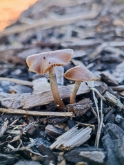 Psilocybe tasmaniana