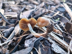 Psilocybe tasmaniana