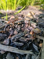 Psilocybe tasmaniana
