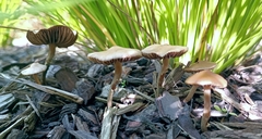 Psilocybe tasmaniana