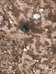 Geolycosa rafaelana