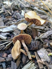 Psilocybe tasmaniana