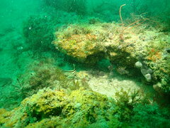 Eques lanceolatus