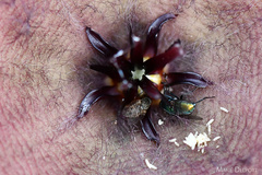 Stapelia grandiflora