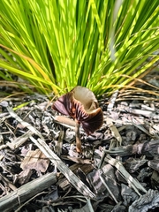 Psilocybe tasmaniana