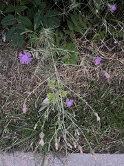 Centaurea