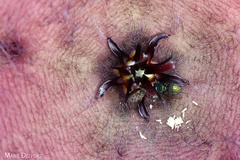 Stapelia grandiflora