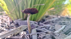 Psilocybe tasmaniana