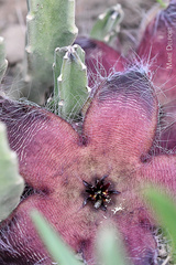 Stapelia grandiflora