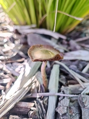 Psilocybe tasmaniana