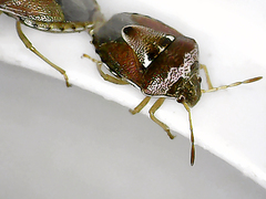 Stagonomus bipunctatus