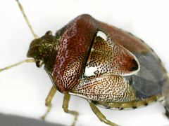 Stagonomus bipunctatus