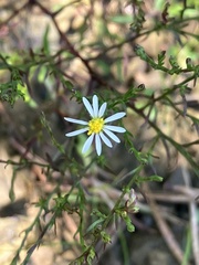 Symphyotrichum depauperatum