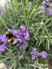 Bombus terrestris