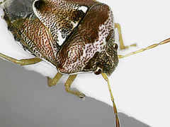 Stagonomus bipunctatus