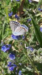 Polyommatus icarus