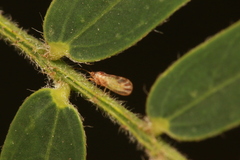 Heteropsylla