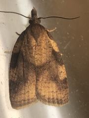 Cenopis eulongicosta