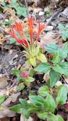 Monardella macrantha hallii