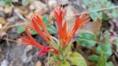 Monardella macrantha hallii