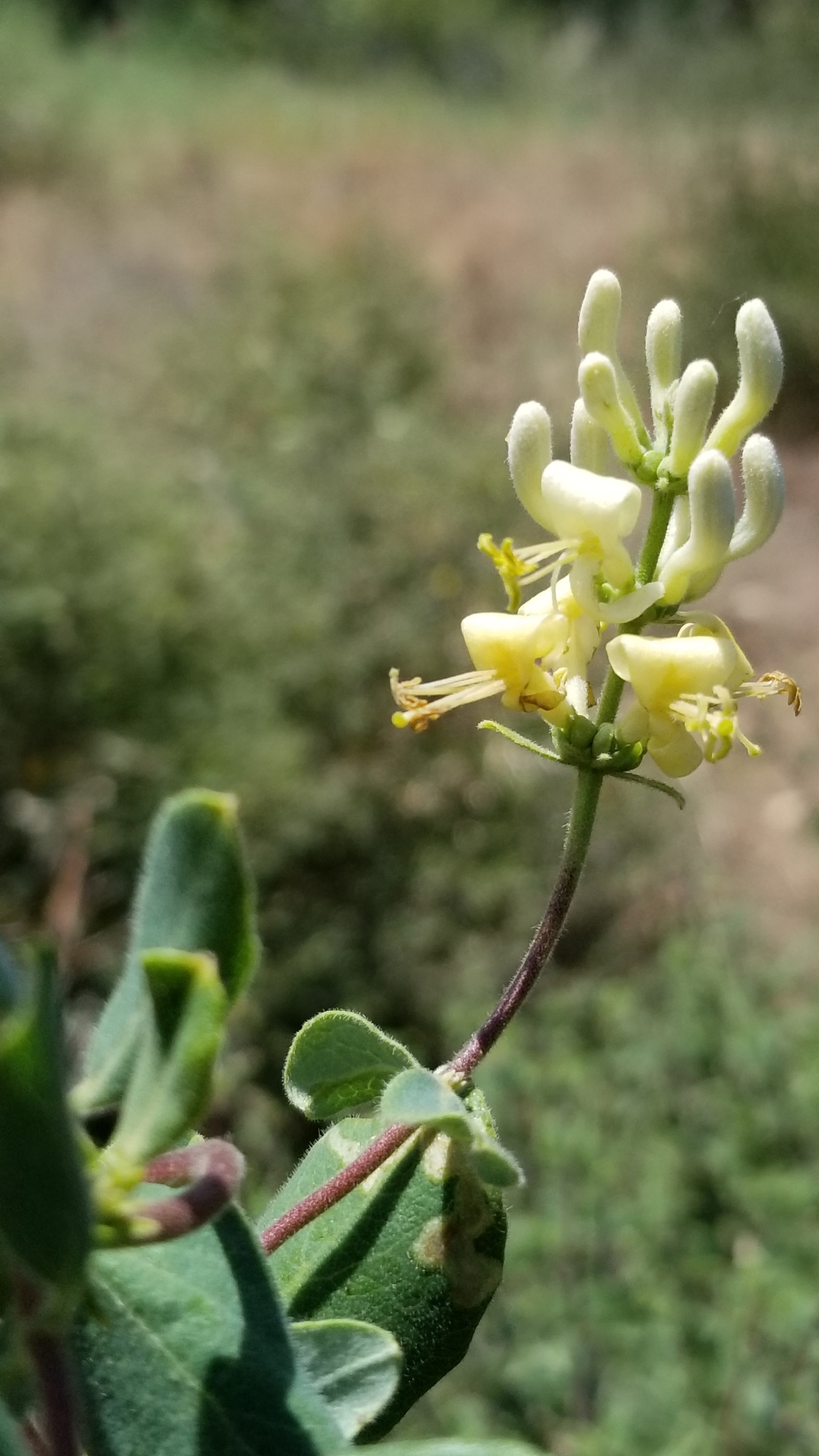 Lonicera subspicata var. johnstonii