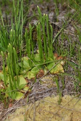 Spiranthes lacera