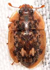 Lobiopa undulata