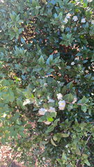 Myrtus communis