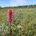 Menzies' Burnet - Photo (c) Matt Bowser, some rights reserved (CC BY), uploaded by Matt Bowser