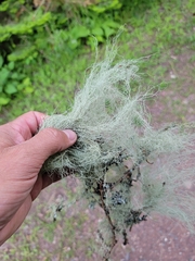 Usnea cavernosa