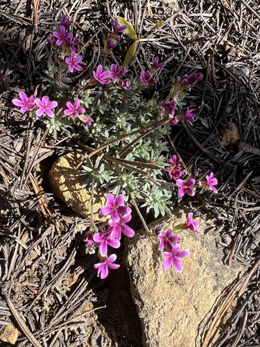 Androsace nivalis, photograph 3