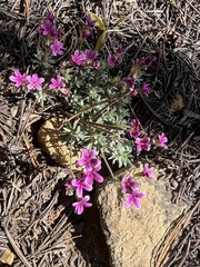 Androsace nivalis, photograph James H. Thomas, CC BY, iNaturalist via GBIF