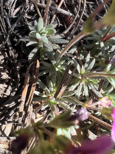 Androsace nivalis, photograph 4