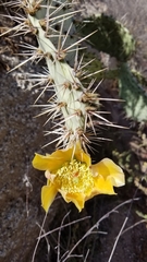 Opuntia × occidentalis