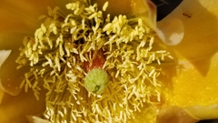 Opuntia × occidentalis