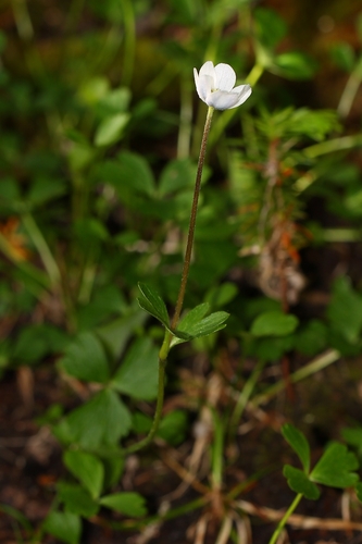 Small-flowered Anemone