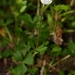 Small-flower Anemone - Photo (c) Rob Routledge, some rights reserved (CC BY-NC), uploaded by Rob Routledge