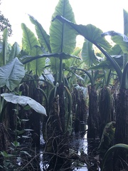 Typhonodorum lindleyanum