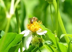 Ceratina fuliginosa