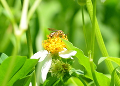 Ceratina fuliginosa