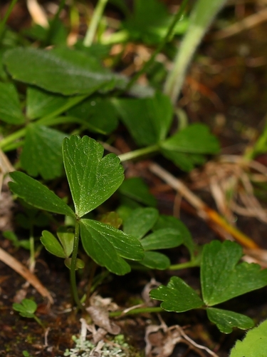 Small-flower Anemone