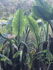 Typhonodorum lindleyanum