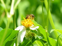 Ceratina fuliginosa