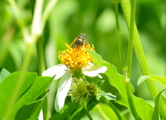 Ceratina fuliginosa