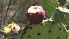 Opuntia × occidentalis