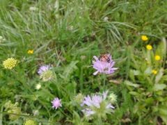 Andrena hattorfiana