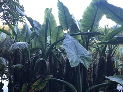 Typhonodorum lindleyanum