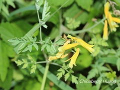 Corydalis formosana