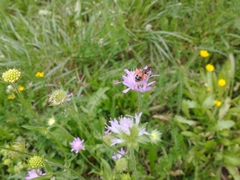 Andrena hattorfiana